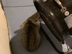 -猫色咖啡·猫咖