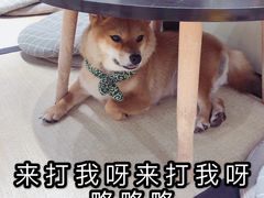 -逗柴咖啡屋·狗咖猫咖宠物桌游