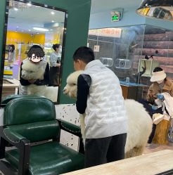 -神奇动物撸宠馆·羊驼·小浣熊·异宠(豫园店)