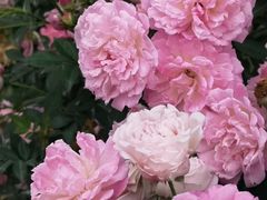 -人民公园(罗湖区)