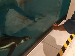 -帝企鹅自助餐厅•儿童岛•真企鹅(长隆企鹅酒店)