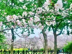 -顾村公园