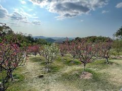 -广州莲花山旅游区
