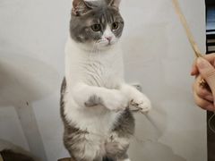 -柴迷FANS CLUB·柴犬狗咖·猫咖