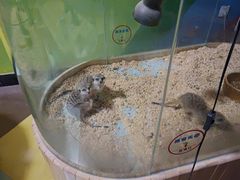 -石狮世茂摩天城摩天轮