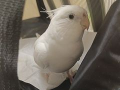 -安安宠医宠物医院·异宠·犬猫内科(岳阳分院)