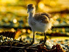 -福田红树林生态公园