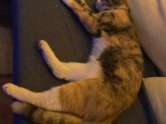 -Sirena海妖日咖夜酒