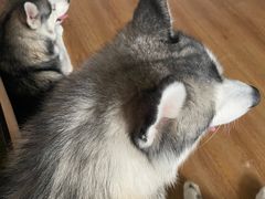 -Husky Go! 哈士奇体验馆·宠物咖啡厅狗咖