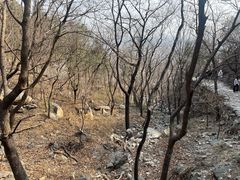 -北京鹫峰国家森林公园