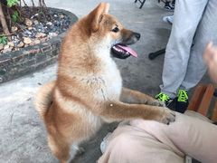 -柴犬高等学院·狗咖·柴犬售卖·宠物训练
