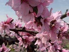 -田园东方蜜桃村的田野营地