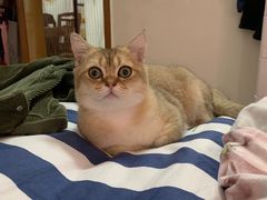 -袖虎·猫馆(体育西路店)