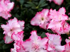 -秦美花卉(天朗·莱茵小城2期店)