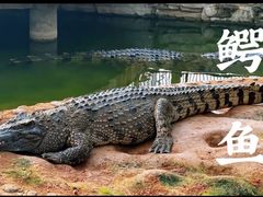 -石家庄市动物园