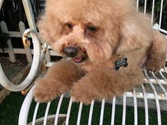 -汪说喵讲宠物乐园宠物酒店(红星美凯龙店)