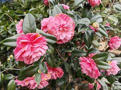 -桂林市花鸟市场