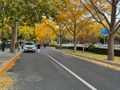 -三里屯东五街银杏大道