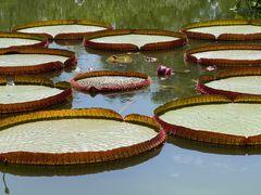 -国家植物园南园