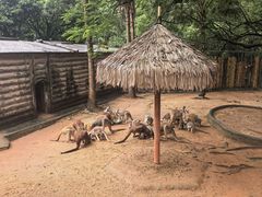-深圳野生动物园