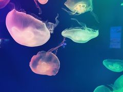 -成都浩海立方海洋公园