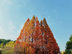 -鸡鸣汤包(红山动物园店)