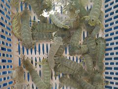 -后田海鲜餐厅(南澳香湖湾店)