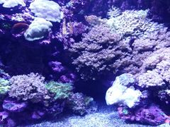 -西雅图水族馆