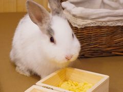 -猫猫幼稚园·撸猫·桌游·电玩