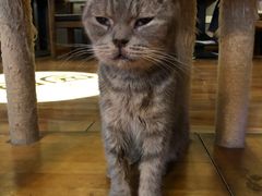 -喵园·猫主题咖啡厅·撸猫·猫咖(国贸店)