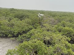 -北海金海湾红树林生态旅游区