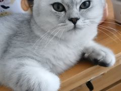 -关爱动物医院·心脏·中兽医·异宠(金牛路分院)