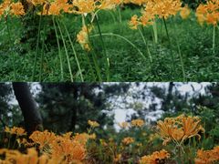 -杭州植物园