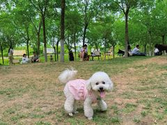 -爪吧宠物乐园·宠物泳池(温榆河示范区店)