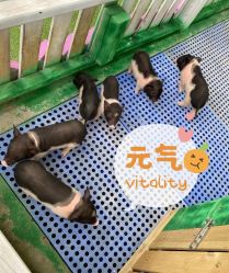 -萌宠亲子动物乐园(槐房万达店)