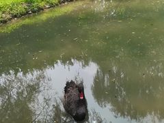 -北京麋鹿生态实验中心