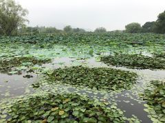 -长兴太湖图影湿地文化园