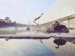 -BLACKSWAN黑天鹅(环球店)