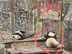 -都江堰中华大熊猫苑