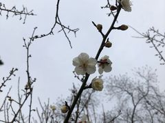 -香雪海