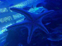 -成都浩海立方海洋公园