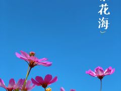 -香蜜公园