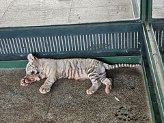 -秦皇岛野生动物园