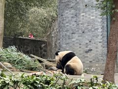 -都江堰中华大熊猫苑