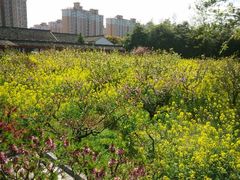 -南汇桃花村