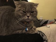 -猫色咖啡·猫咖