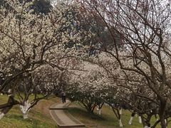 -杭州植物园