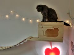 -我爱猫咪·猫咖·狗咖·安哥拉兔·羊驼咖(小寨华旗店)