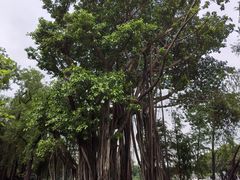 -荔湾湖公园