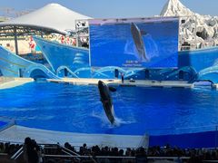 -上海海昌海洋公园